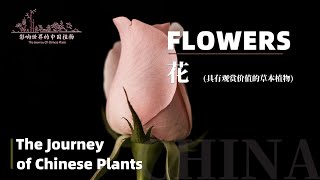 The Journey of Chinese Plants FLOWERS | 1080P | 影响世界的中国植物 花卉