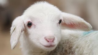 Cute Lamb Needs Attention , Cute lamb has a loud baa