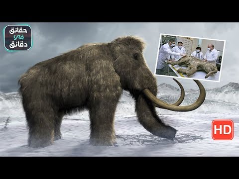 الماموث لماذا انقراض هذا الحيوان الضخم