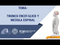 Sistema Nervioso  Tronco encefálico y Médula espinal