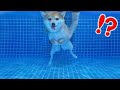 柴犬が初めてプールに入った時の反応🦊(#にゃんてわんだふる) Shiba Inu enters the water pool for the first time.