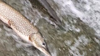 2023 Conesus Lake pike spawn.