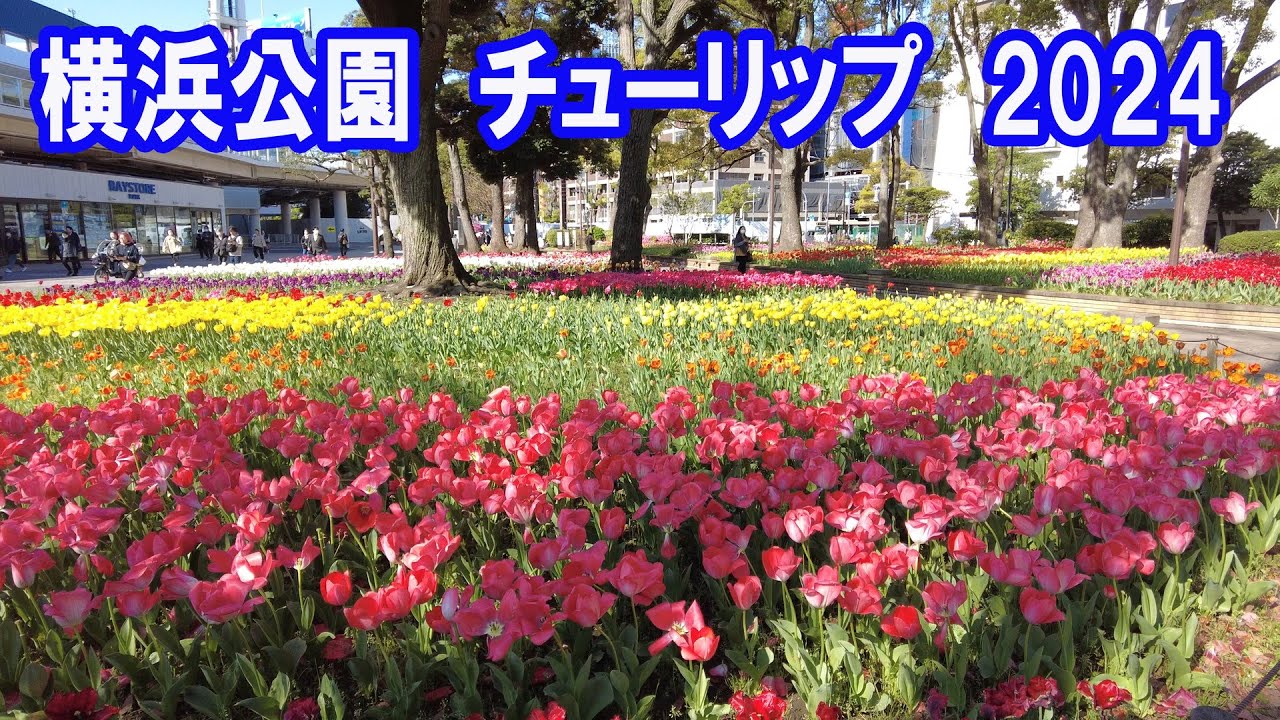 横浜公園 チューリップ 2024年 - YouTube