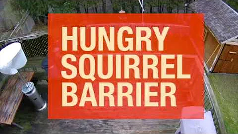 Slinky protects your bird feeder