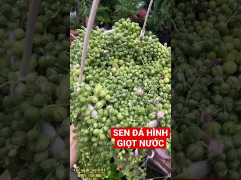 Video Sen đá hình giọt nước #senđá đá - youtube