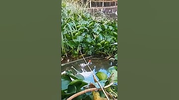 Câu cá thiên nhiên giật đã tay