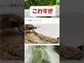 バグってるカナブンがこちら　#shortvideo #カブトムシ