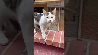 Köşe Başları Araba Üstleri Nerde Bir Can Varsa Hep Iyilere De Nk Gelin