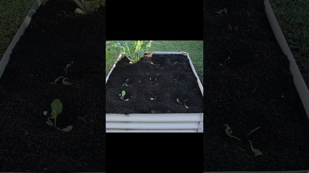 Silverbeet is starting coming up (Timelapes 2023)