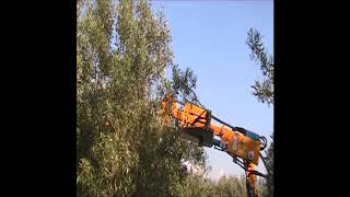 Mechanical Pruning Olive Trees   Potatura Meccanica Olivi 2