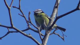 This Blue Tit is happily chirping away (United Kingdom Nature)