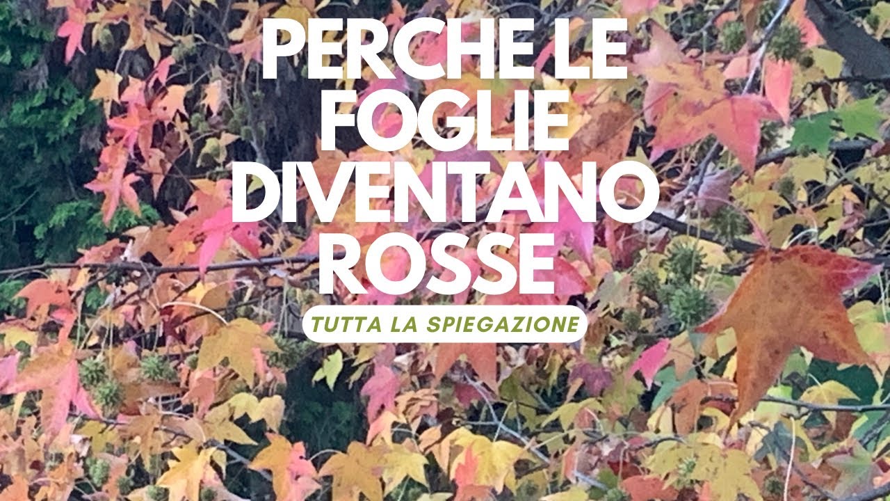 Decorazione Halloween Rustica Ghirlanda Autunnale, Ghirlanda Di Acero Con Gnomo Di Halloween, Ghirlanda Colorata Con Foglie D'acero E Gnomo, Per Parete, Finestra, Portico, Casa Corona Autunnale Porta