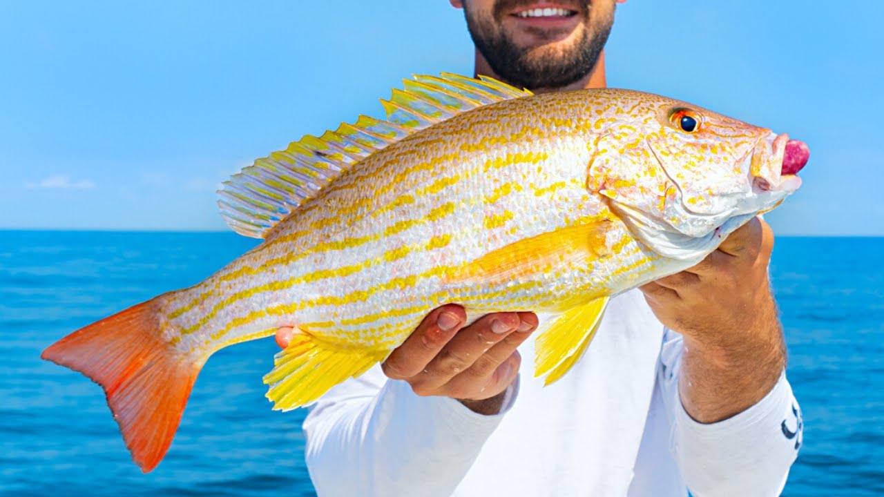 Mangrove snapper invade inshore, offshore waters, fill coolers