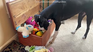 Funny Great Dane Shows Friend How To Put Toys Back Into The Toy Box