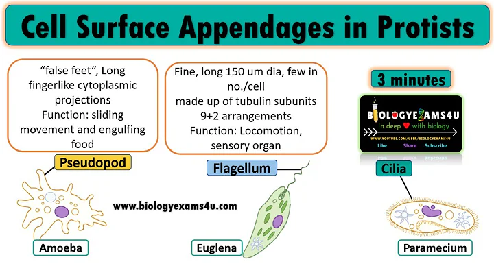 Cell Surface appendages of Protist|| Pseudopodia, Flagella and Cilia