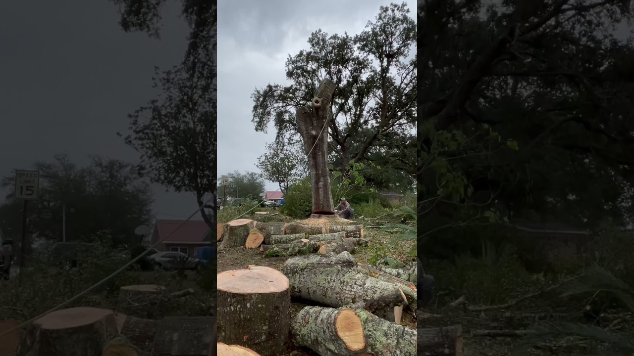 Large oak Felling😃