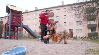 Dog Parkour Novice Level - Moving obstacle by Halde the Briard 28 views 4 years ago 1 minute, 21 seconds