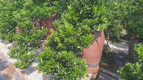 Review vườn quất hoa tháng 6 âm lịch | cách chăm  tỉa lộc cho quất