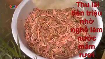 Thu lãi tiền triệu nhờ nghề làm nước mắm rươi