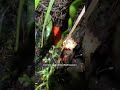 Last dummy eggs collected as kākāpō breeding season nears end | RNZ