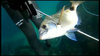 Spearing with Pepe Viña in Asturias