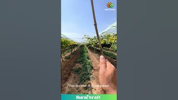 Grapevine Haircut Time! 🍇✂️ This Pruning is So Satisfying! #gardeninghacks #vineyardlife #grapes