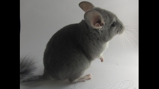 Шиншилленок прыгает на руки!  Ручная шиншилла. Funny chinchilla jumps on the camera