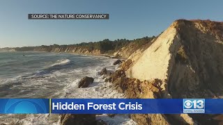 Kelp Forest Crisis