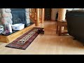 Tesla and a new rug LOL