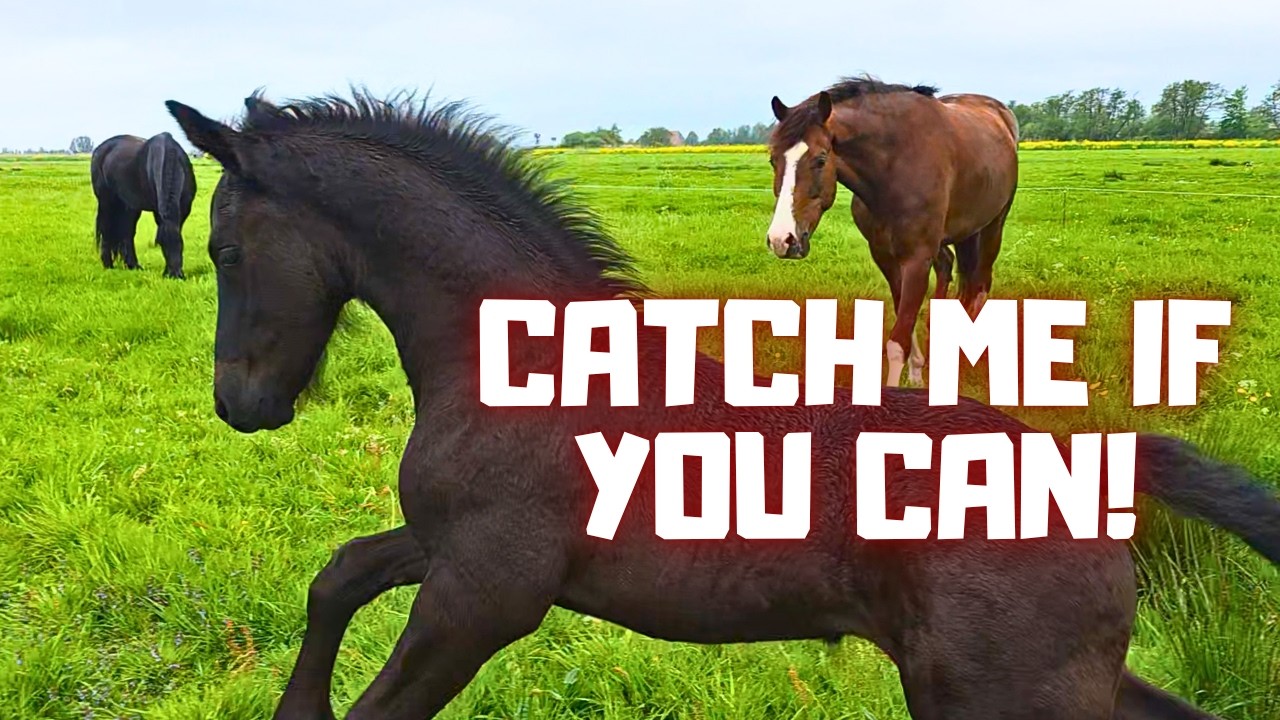 They REFUSE to Come Inside! I need Rising Star⭐! | Reintje’s Favorite Itchy Spot | Friesian Horses