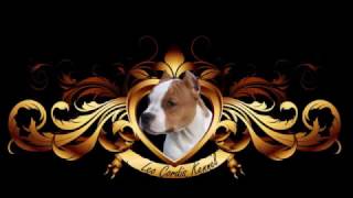 American Staffordshire Terrier - Leo Cordis Kennel