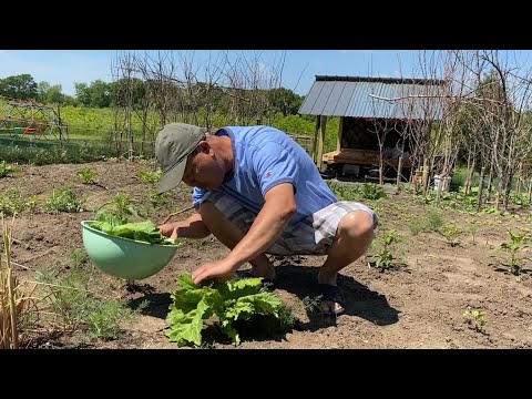 Video: Creamy Kua Zaub Kua Zaub Nrog Nqaij Npuas Kib