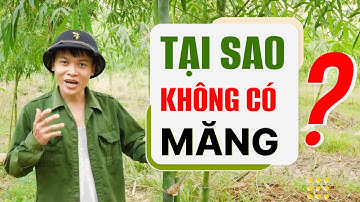 TẠI SAO TRE KHÔNG CÓ MĂNG? | CÁCH LÀM CHO TRE RA MĂNG QUANH NĂM | NÔNG TRẠI HẠNH PHÚC