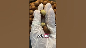 Cách khuo hạt macca cưa 100% thành công #macca #food #snacks #anvat