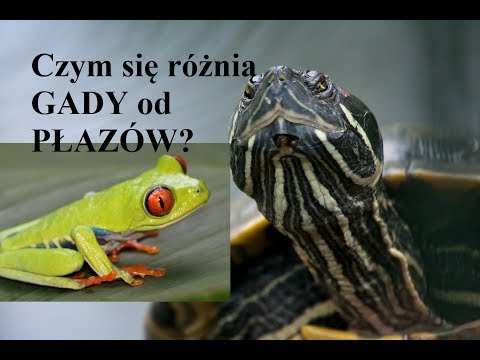 Wideo: Czym Gady Różnią Się Od Płazów