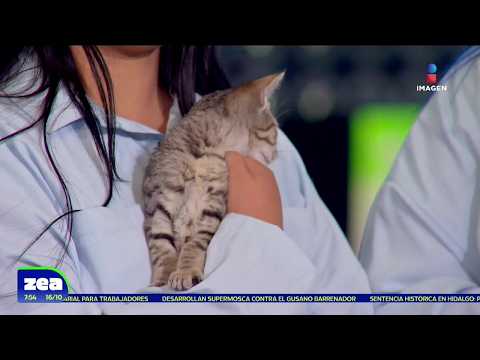 Adóptame con Zea: ¡Alegría, Cocada y Palanqueta buscan un nuevo hogar! | Zea