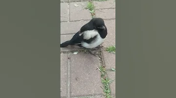 выпал птенец сороки