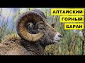 Алтайский горный баран описание, характеристика и особенности породы