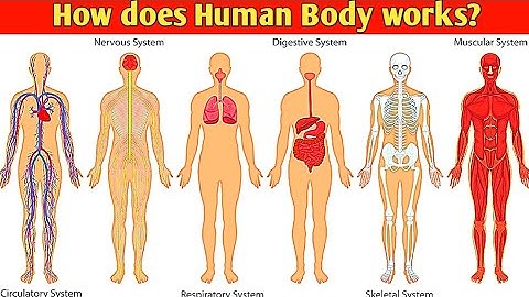 How Does Human Body Works? (in Urdu/Hindi) | Human Body Systems | Working of Human Body