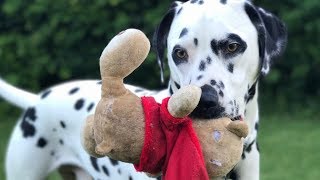 Dalmatian playing with teddy bear by AdamJay 2,947 views 6 years ago 1 minute, 39 seconds