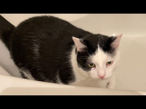 Cat considers taking a bath, instantly regrets it