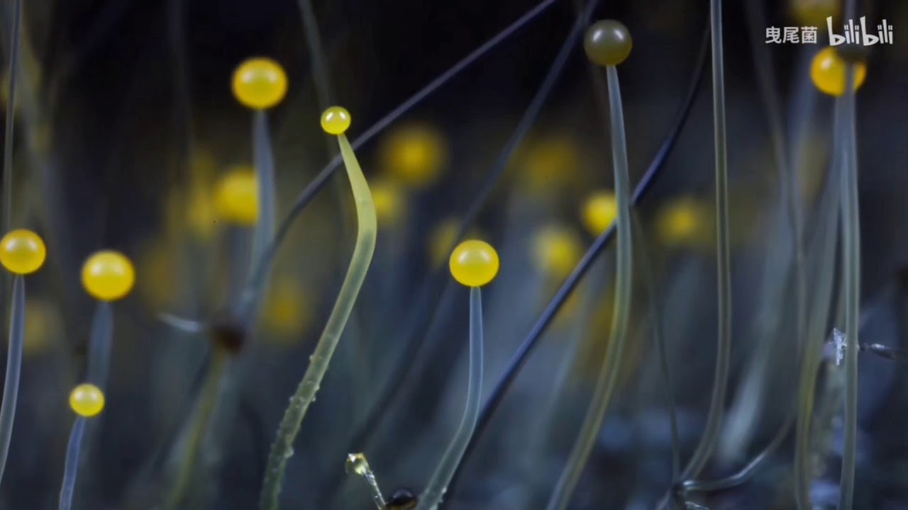 Records of the growth process of Sphaerotheca