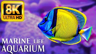 Marine Life Aquarium 8K ULTRA HD - Sea Animals for Relaxation, Beautiful Coral Reef Fish in Aquarium
