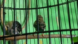 burung indigo trotol,masteran para sultan kicau mania