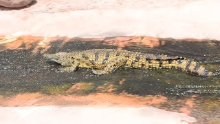 Crocodile Enjoys Slip n Slide 🐊 by DailyPicksandFlicks 4,181 views 2 years ago 17 seconds