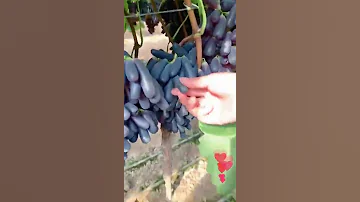 العنب الياقوتي هجين عنب الياقوت الأسود حالي المذاق هو نوع كبير بدون بذور موطنه كاليفورنيا 