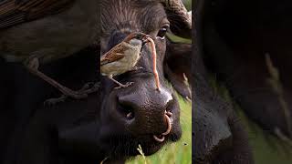 Buffalo Gets Worms Removed from Nose by Bird #shorts