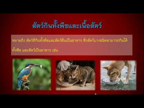 วีดีโอ: สัตว์กินพืชและสัตว์กินเนื้อทุกอย่างคืออะไร?