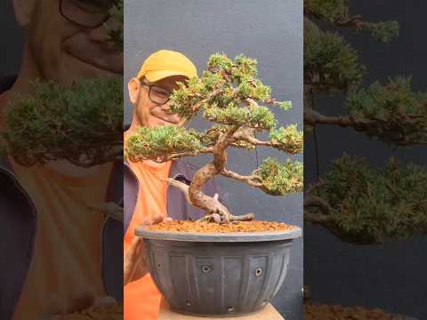 #bonsai juniperus horizontalis