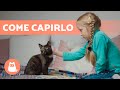 I gatti ci AMANO? 😻